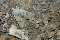 Orthosia incerta