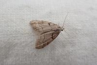 Nola thymula thymula