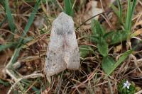 Perigrapha rorida