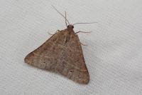 Perigune narbonea