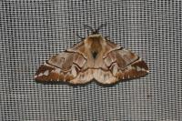 Endromis versicolora