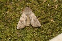 Orthosia incerta