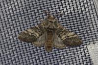 Drymonia ruficornis