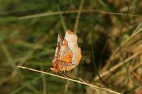 Selenia tetralunaria
