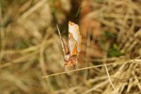 Selenia tetralunaria