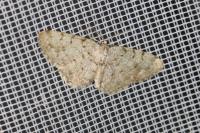 Aethalura punctulata