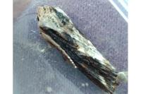 Egira conspicillaris