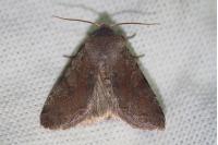 Orthosia incerta
