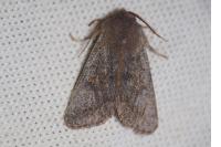 Orthosia populeti