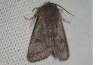 Orthosia populeti