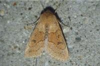 Orthosia miniosa
