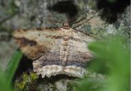 Menophra abruptaria