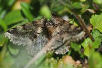 Lycia hirtaria