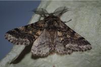 Lycia hirtaria