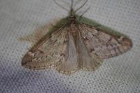 Alsophila aescularia
