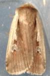 Ochropleura plecta
