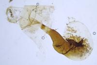 Scotopteryx luridata