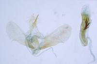 Scoparia conicella