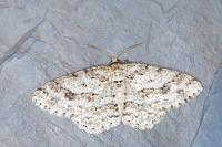 Ectropis crepuscularia
