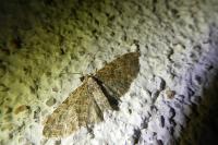 Eupithecia abbreviata