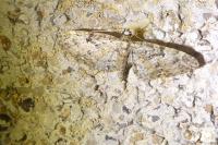 Eupithecia dodoneata