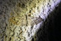 Eupithecia dodoneata
