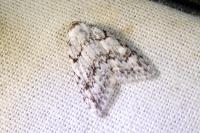 Nola cicatricalis
