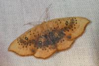 Cyclophora lennigiaria
