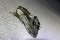 Harpyia milhauseri
