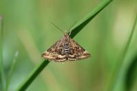 Pyrausta despicata