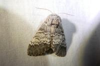 Drymonia ruficornis