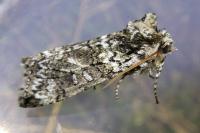 Polyploca ridens