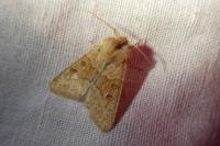 Orthosia miniosa