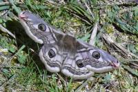 Saturnia pavonia