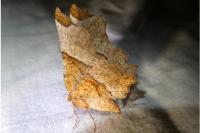 Selenia lunularia