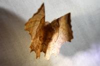 Selenia lunularia