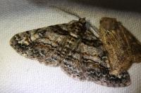 Cleora cinctaria