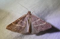 Perigune narbonea