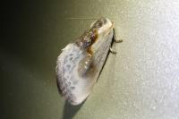 Cilix glaucata/hispanica