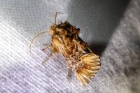 Amephana anarrhini