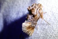Amephana anarrhini
