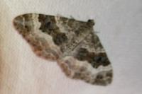 Epirrhoe alternata