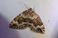 Lampropteryx suffumata