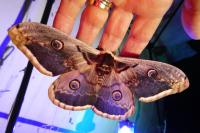 Saturnia pyri