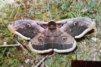 Saturnia pyri