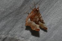 Selenia tetralunaria