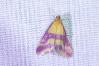 Pyrausta sanguinalis