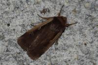 Ochropleura plecta
