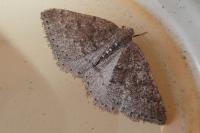 Aleucis distinctata