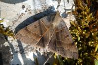Minucia lunaris